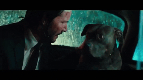 Collider giphygifmaker dogs john wick good dog GIF