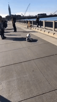 Dog Turns Into Thief to Get His Skateboard Kicks