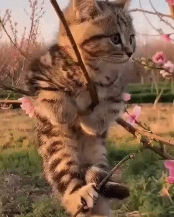 Rishabh258 giphyupload GIF