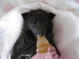 Orphaned Baby Bat Comforted with Pacifier