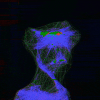 LineApeClub obscure line ape club line apes obscure prints GIF