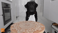 Adorable Dog Will Put Your Table Manners to Shame