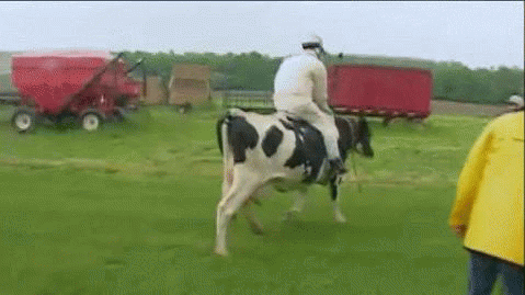 cow GIF