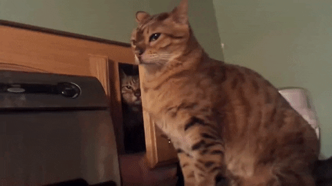 ZeenaUploadVR giphygifmaker fight cat punch GIF