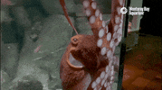 Giant Pacific Octopus Ocean GIF by Monterey Bay Aquarium