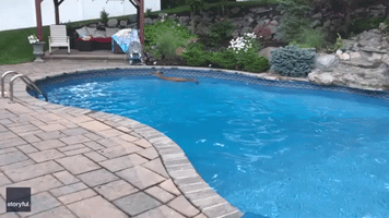 Deer Goes for Gold With Lap Around Massachusetts Pool