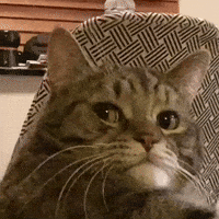 What The Hell Wtf GIF