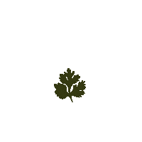 HO66 vegan plant leaf grow Sticker