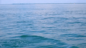 Dolphin Swimming GIF by Oceana