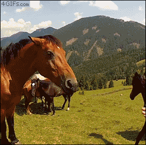 horse bicyclist GIF