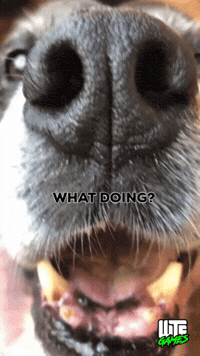 GIF by WTF Leagues