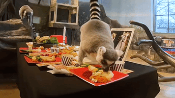 Brookfield Zoo Lemurs Dig Into Thanksgiving Feast
