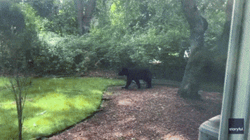 Bear Spotted Strolling Through New Jersey Garden