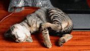 The Weekend Friday GIF by Squirrel Monkey