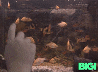 Fish GIF by BIGI_TV
