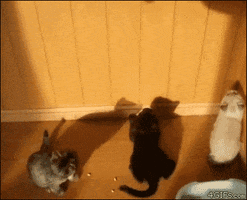 Kittens Shadow GIF