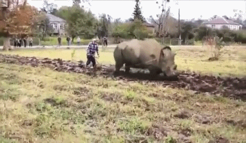 Rhinos Life Hack GIF