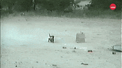 Dog GIF by BuzzFeed