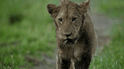 nat geo wild GIF by Savage Kingdom