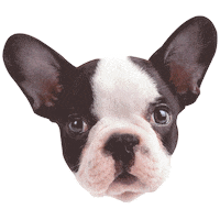 dog love Sticker by Petland Florida