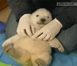 Polar Bear Tickle GIF