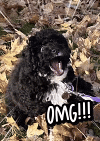 No Way What GIF
