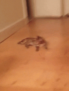 loop aww GIF