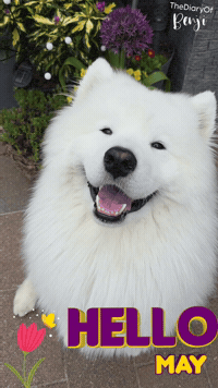 Mayo Hello GIF