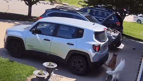 cuteanimalland giphyupload GIF