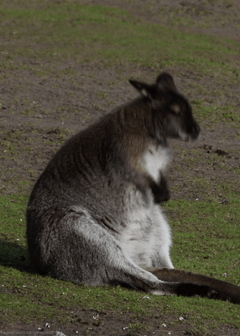 kangaroo GIF by Cheezburger