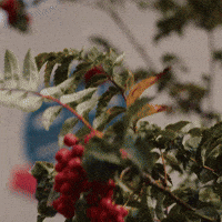 Bwfc GIF by Bolton Wanderers FC