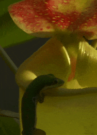 day gecko lizard GIF by Head Like an Orange