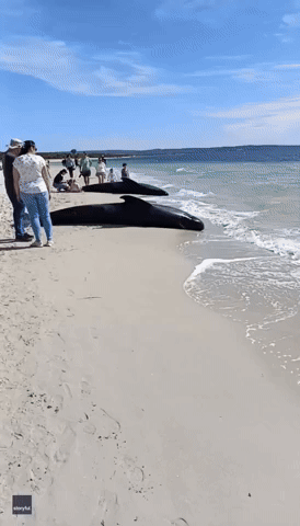 'Distressing Scene' as Beachgoers Gather Around Stranded Whales in Western Australia