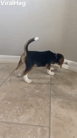 Adorable Beagle Puppy vs. Doorstop