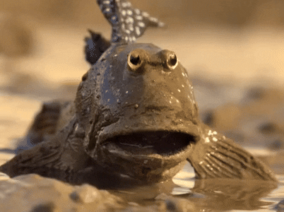 twoweeeeks giphyupload nature robot pbs GIF