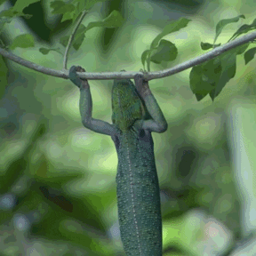 chameleon GIF
