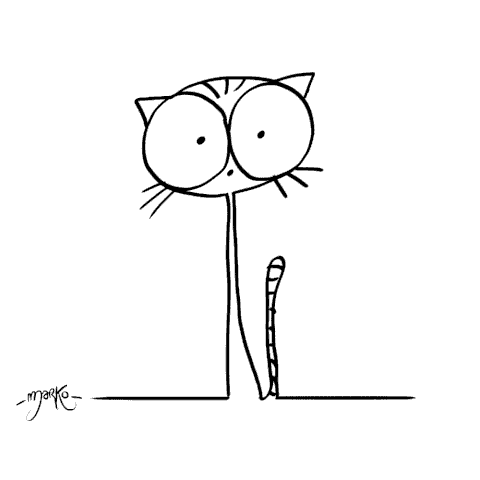 cat GIF by marko