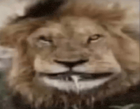 King Of The Jungle Lion GIF