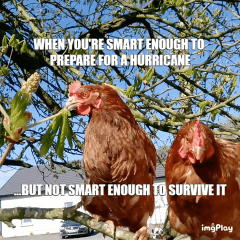 Meri_Maura giphygifmaker funny chickens GIF