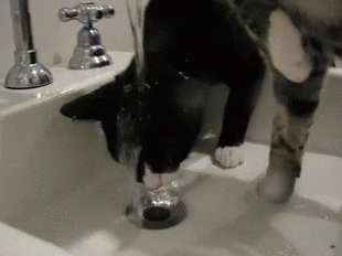 cat water GIF