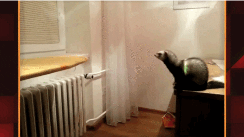 world's funniest fails GIF by Fox TV