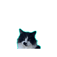 Cat Sticker