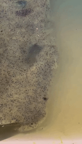 sanneeickholt giphygifmaker glitter floating satisfaction GIF