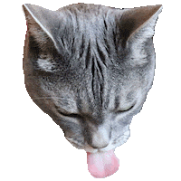 Cat Lady Sticker by Smitten Kitten