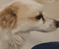 Dog Puppy GIF