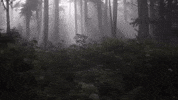 uviccampuslife forest mystery fog sacred GIF