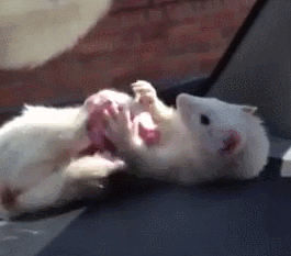cute animal GIF