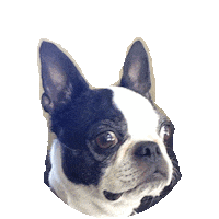 boston terrior STICKER by imoji
