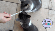 Nordeste Racao GIF