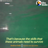 sea otters GIF by The Dodo
